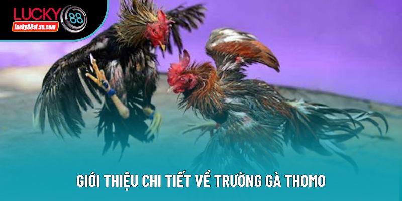 Giới thiệu chi tiết về trường gà thomo Giới thiệu chi tiết về trường gà thomo